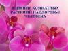 Влияние комнатных растений на здоровье человека