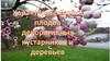 Окраска плодов декоративных деревьев и кустарников