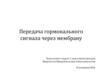 Передача гормонального сигнала через мембрану