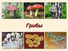 Грибы. Виды грибов
