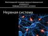 Нервная система. Часть 1. Лекция 1