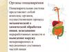 Органы пищеварения