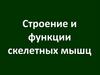 Строение и функции скелетных мышц