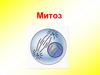 Митоз