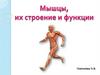 Мышцы, их строение и функции