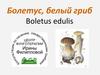 Болетус, белый гриб Boletus edulis
