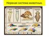 Нервная система животных