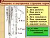 Внешнее и внутреннее строение корня