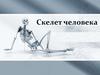Скелет человека