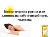 Биологические ритмы и их влияние на работоспособность человека
