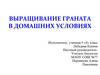 Выращивание граната в домашних условиях