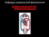 Общая физиология кровообращения