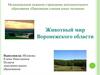 Животный мир Воронежского области