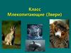 Класс млекопитающие (звери)