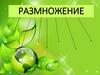 Размножение