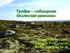 Тундра – «обширная безлесная равнина»