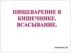 Пищеварение в кишечнике, всасывание