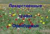 Лекарственные травы Оренбуржья