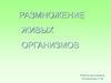 Размножение живых организмов