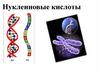Нуклеиновые кислоты