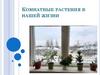 Комнатные растения в нашей жизни