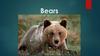 Bears