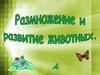 Размножение и развитие животных