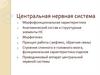 Центральная нервная система животных