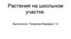 Растения на школьном участке