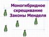 Моногибридное скрещивание Законы Менделя