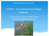 Паук – это насекомое? Виды пауков
