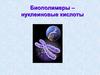 Биополимеры – нуклеиновые кислоты