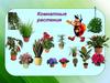 Комнатные растения