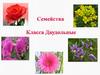 Семейства класса Двудольные