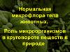 Нормальная микрофлора тела животных. Роль микроорганизмов в круговороте веществ в природе
