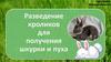 Разведение кроликов для получения шкурки и пуха