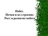Побег. Почки и их строение. Рост и развитие побега