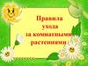 Правила ухода за комнатными растениями
