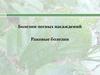 Болезни лесных насаждений. Раковые болезни