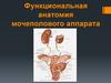 Функциональная анатомия мочеполового аппарата