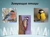 Зимующие птицы