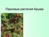 Парковые растения Крыма