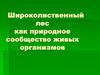 Широколиственный лес как природное сообщество живых организмов