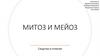 Митоз и мейоз