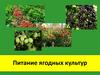 Питание ягодных культур