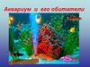 Аквариум и его обитатели. Корма и кормление рыб