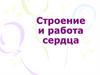 Строение и работа сердца