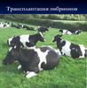 Трансплантация эмбрионов