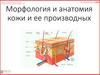 Морфология и анатомия кожи и ее производных