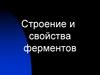 Строение и свойства ферментов